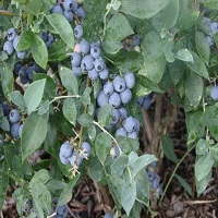 'Alapaha' Blueberry