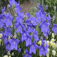 Sentimental Blue Balloon Flower - Click Image to Close