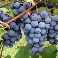 'Concord' Grape Vine