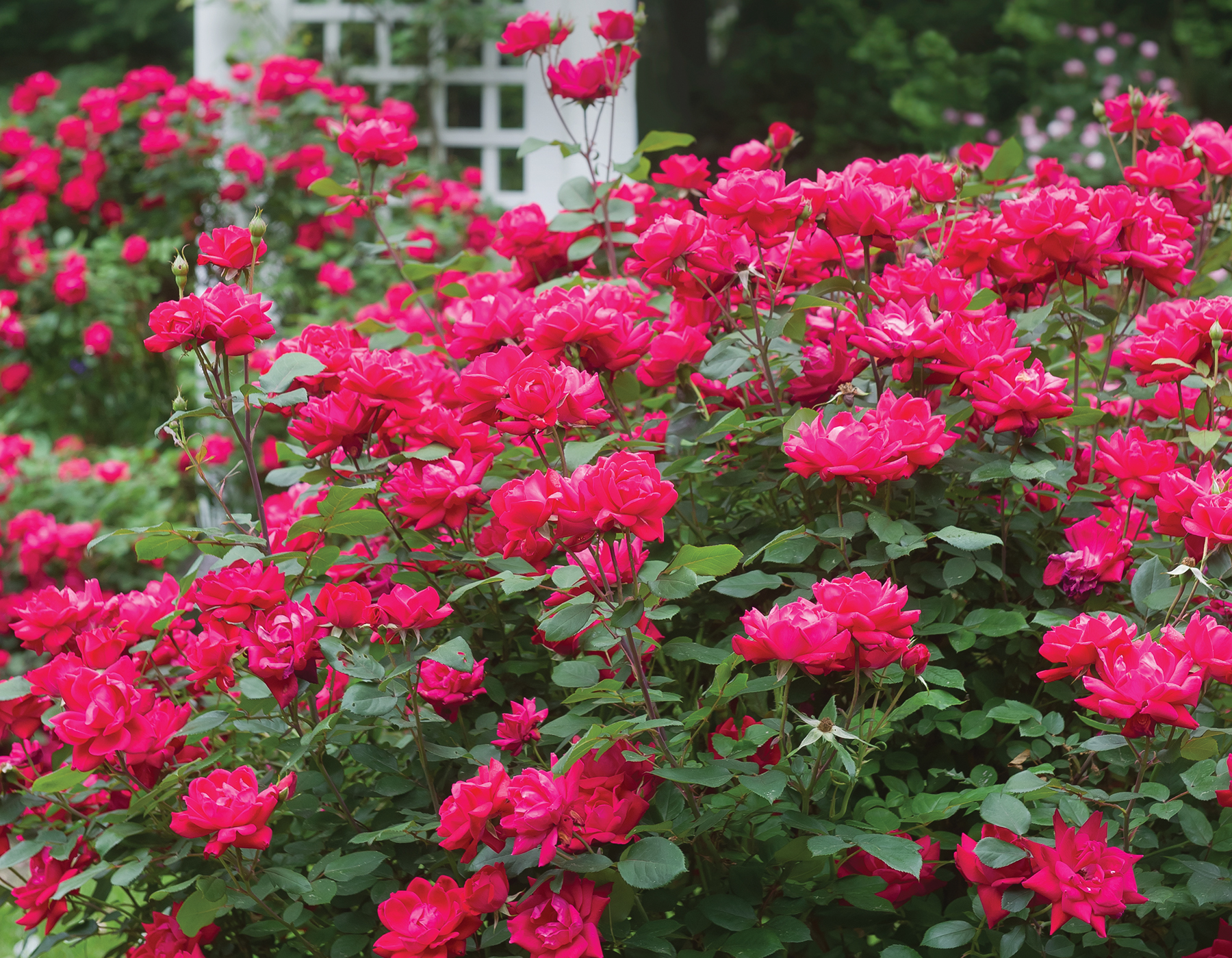 Red Double Knockout Rose