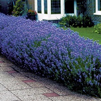 Munstead English Lavender