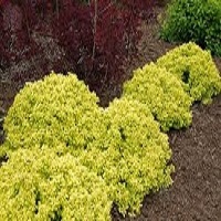 Golden Barberry - Click Image to Close