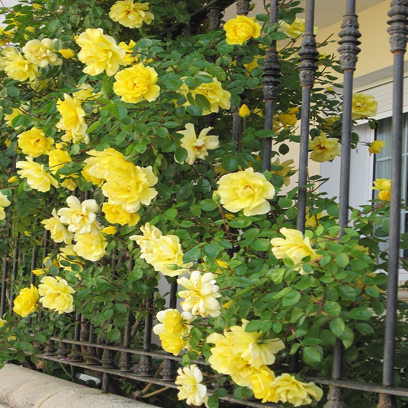 'Golden Showers' Climbing Rose