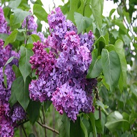 Common Lilac - Click Image to Close