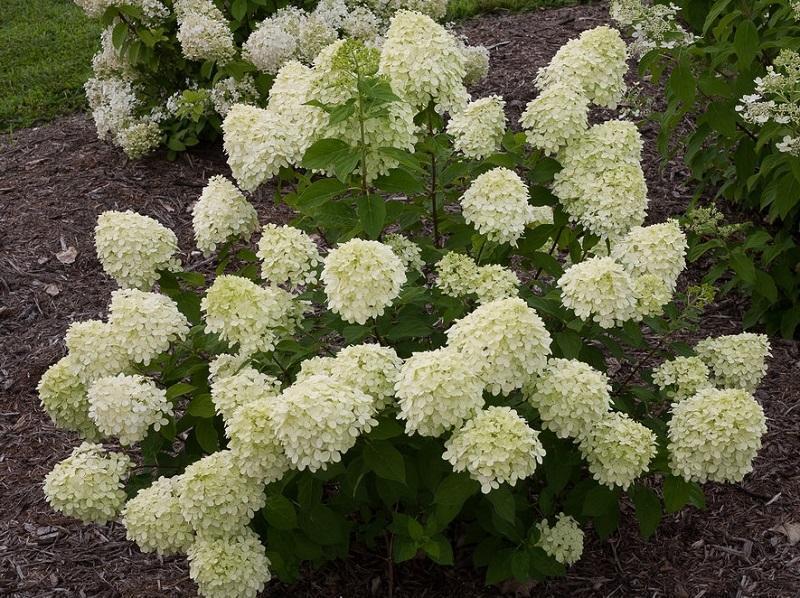 'Little Lime' Hydrangea - Click Image to Close