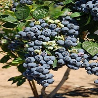 'Premier' Blueberry Bush