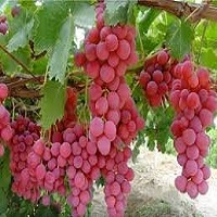 'Reliance' Grape Vine