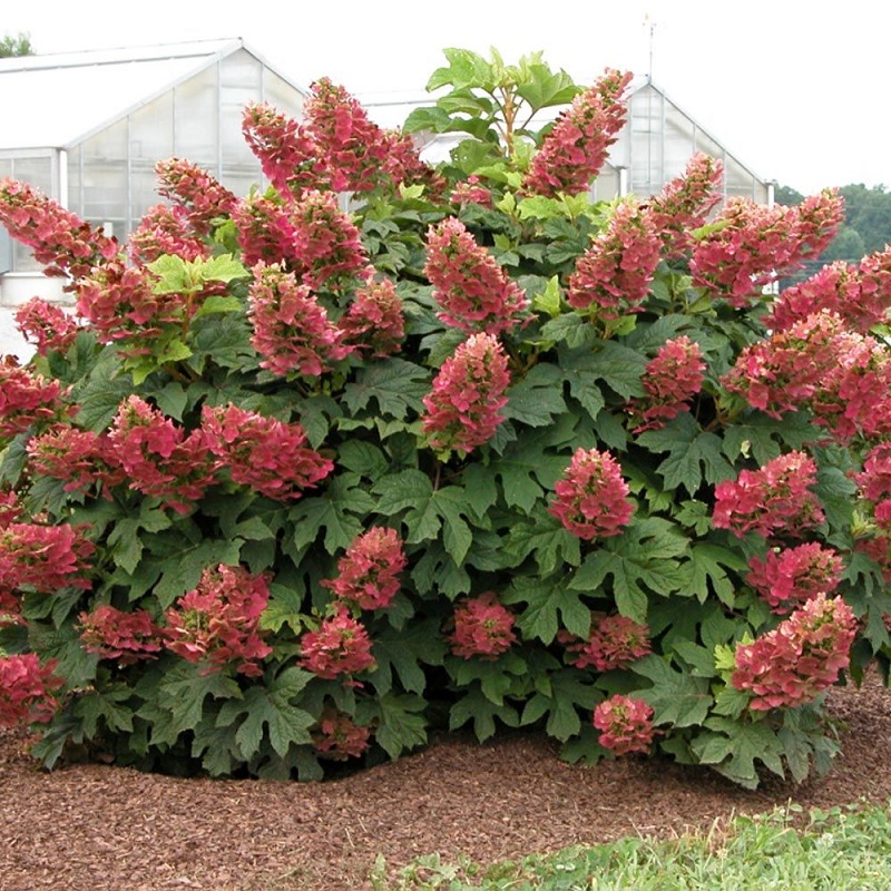 'Ruby Slippers' Oakleaf Hydrangea - Click Image to Close