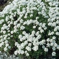 Snowflake Candytuft - Click Image to Close