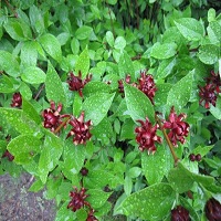 Carolina Allspice, Sweetshrub