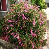 'Pink Delight' Butterfly Bush - Click Image to Close