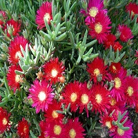 Red Mountain Flame Ice Plant