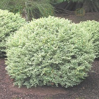 Variegated Boxwood - Click Image to Close