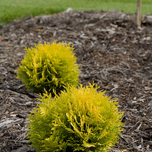 Anna's Magic Ball Arborvitae