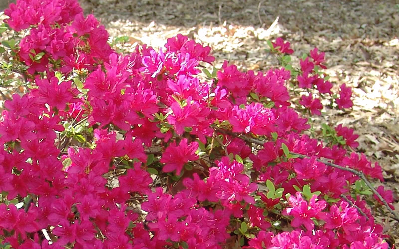 Encore Autumn Sundance Azalea