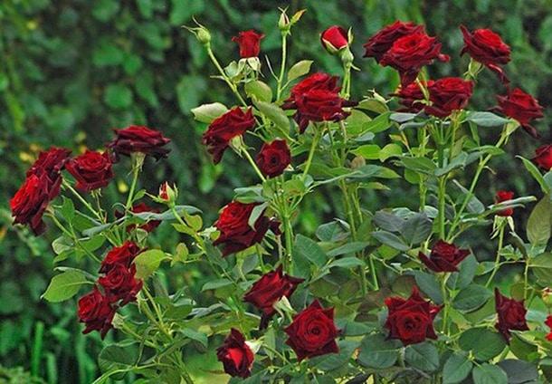 Black Baccara Rose