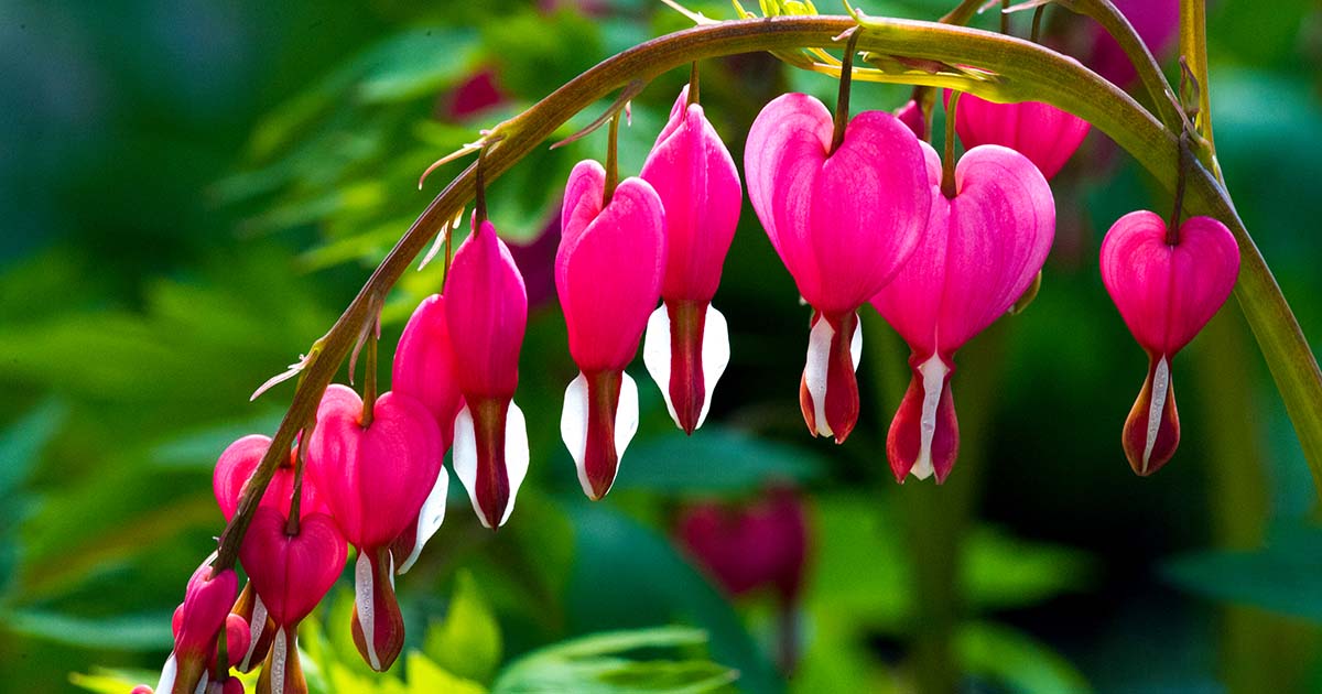 Pink Bleeding Heart - Click Image to Close