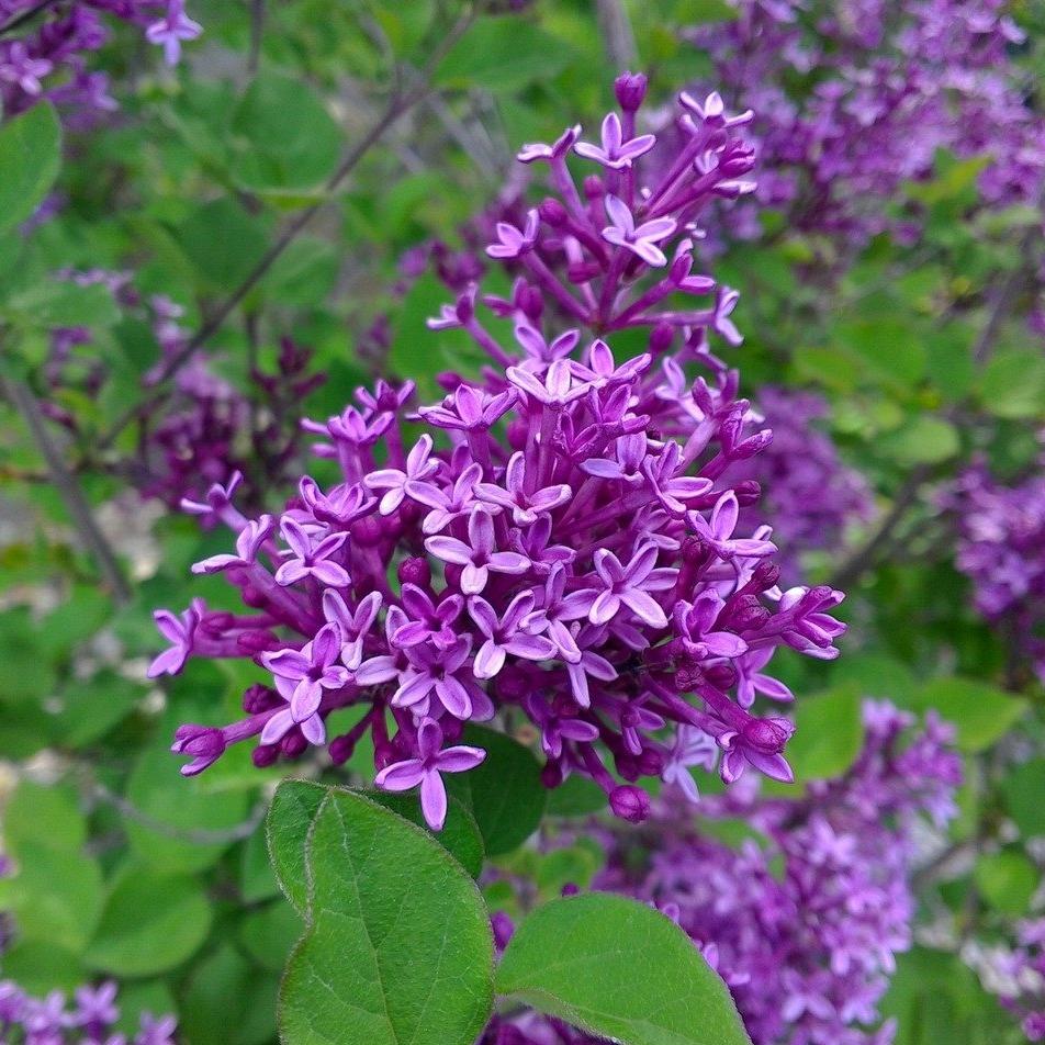 Bloomerang Dark Purple Lilac - Click Image to Close