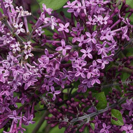 Bloomerang Dwarf Purple Lilac - Click Image to Close