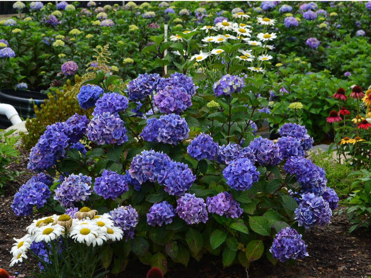 Bloomstruck Hydrangea - Click Image to Close