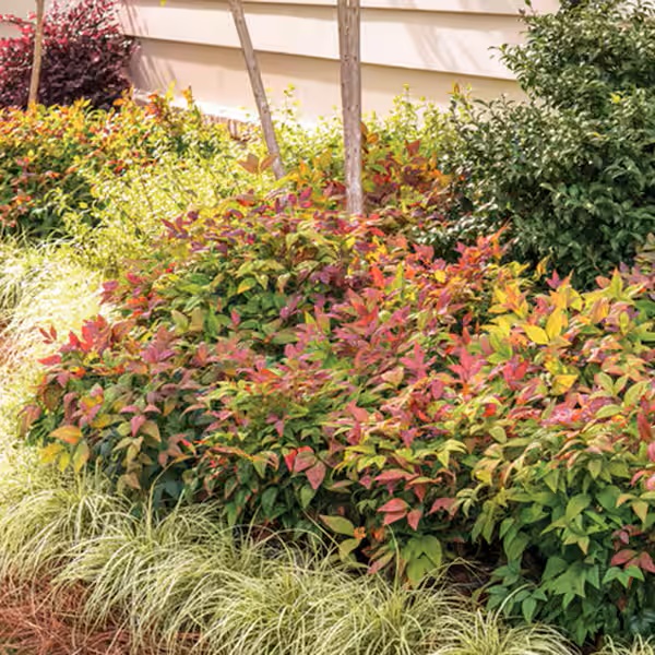 Blush Pink Nandina