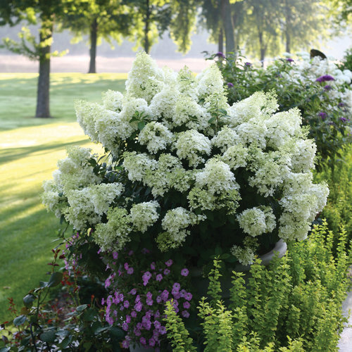 Bobo Panicle Hydrangea