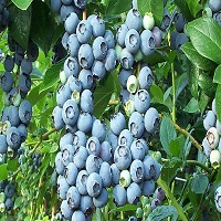 'Brightwell' Blueberry - Click Image to Close