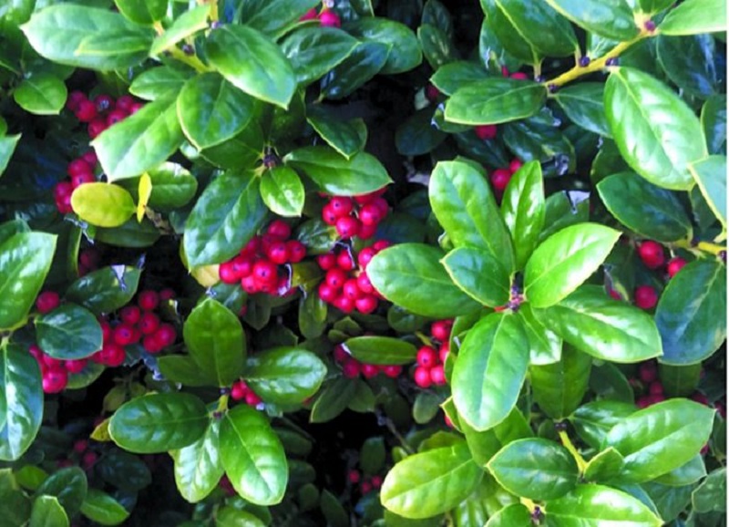 Dwarf Burford Holly - Click Image to Close