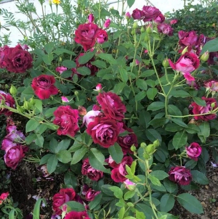 Burgundy Iceberg Rose