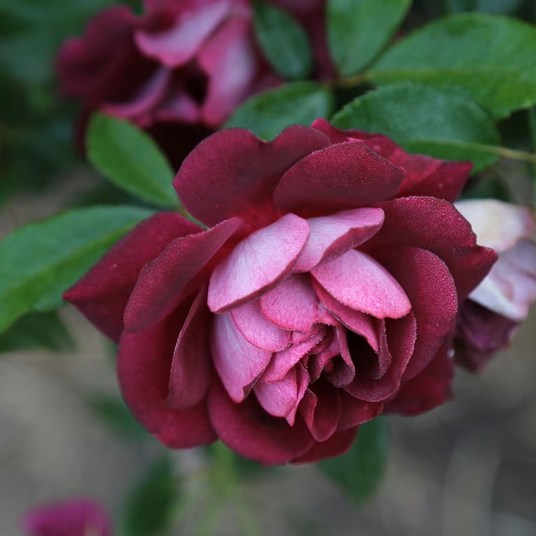 Burgundy Iceberg Rose