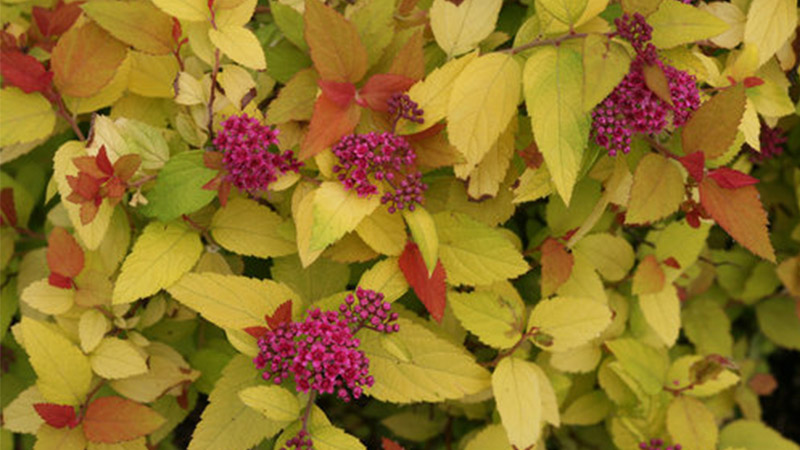 Double Play Candy Corn Spiraea - Click Image to Close