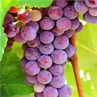'Catawba' Grape Vine - Click Image to Close