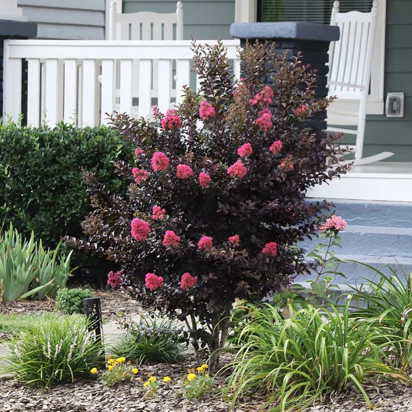 Center Stage Coral Crapemyrtle