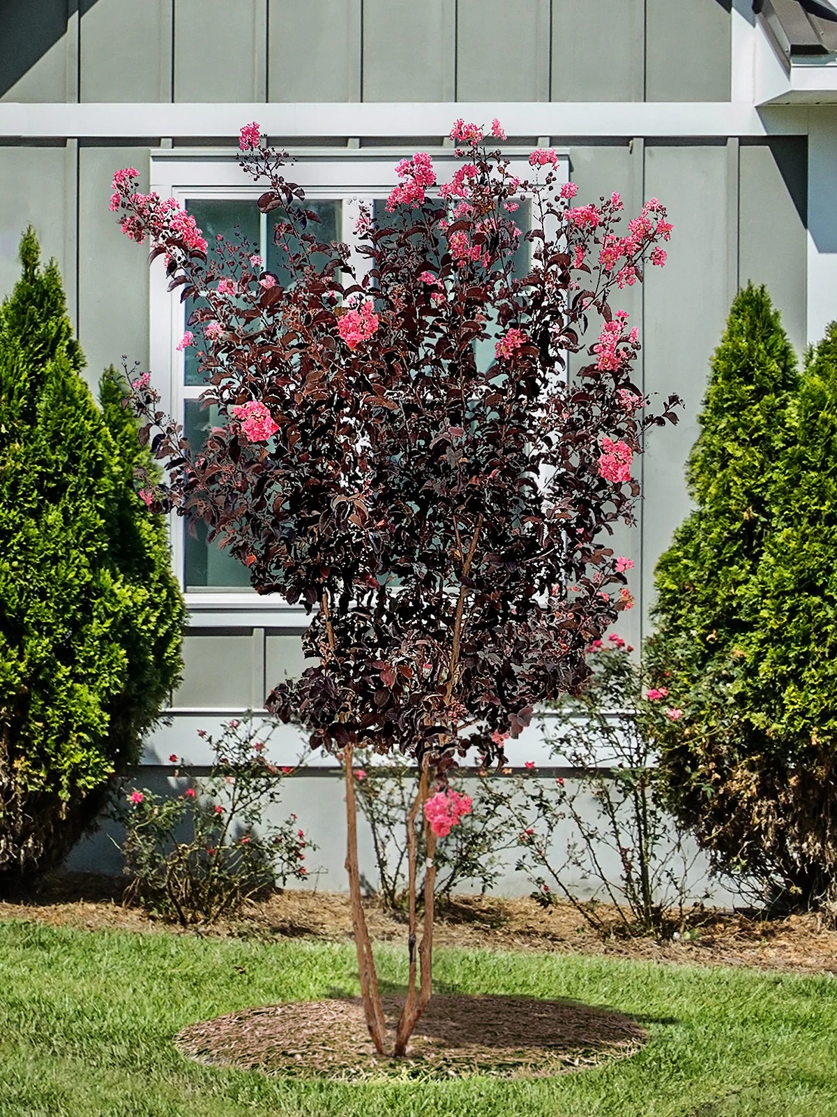 Center Stage Pink Crapemyrtle