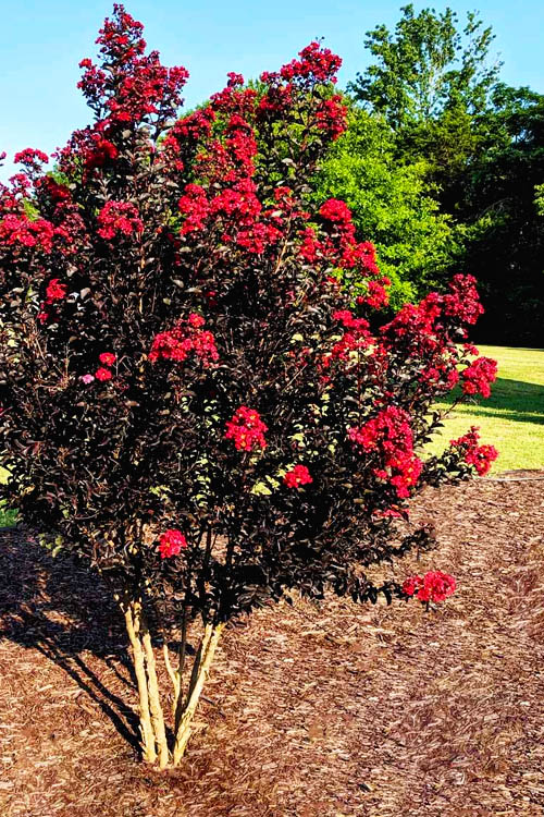 Center Stage Red Crapemyrtle