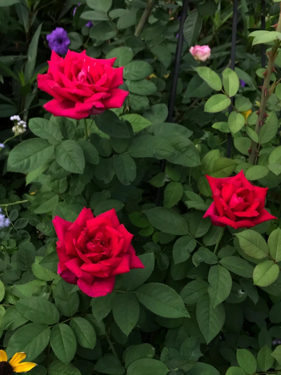 Chrysler Imperial Tea Rose