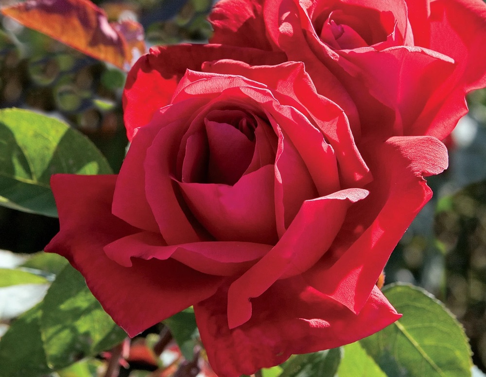 Chrysler Imperial Tea Rose