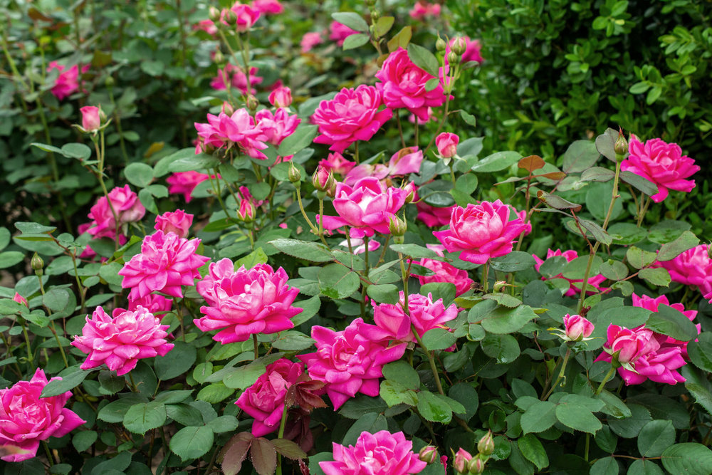 Pink Double Knockout Rose - Click Image to Close