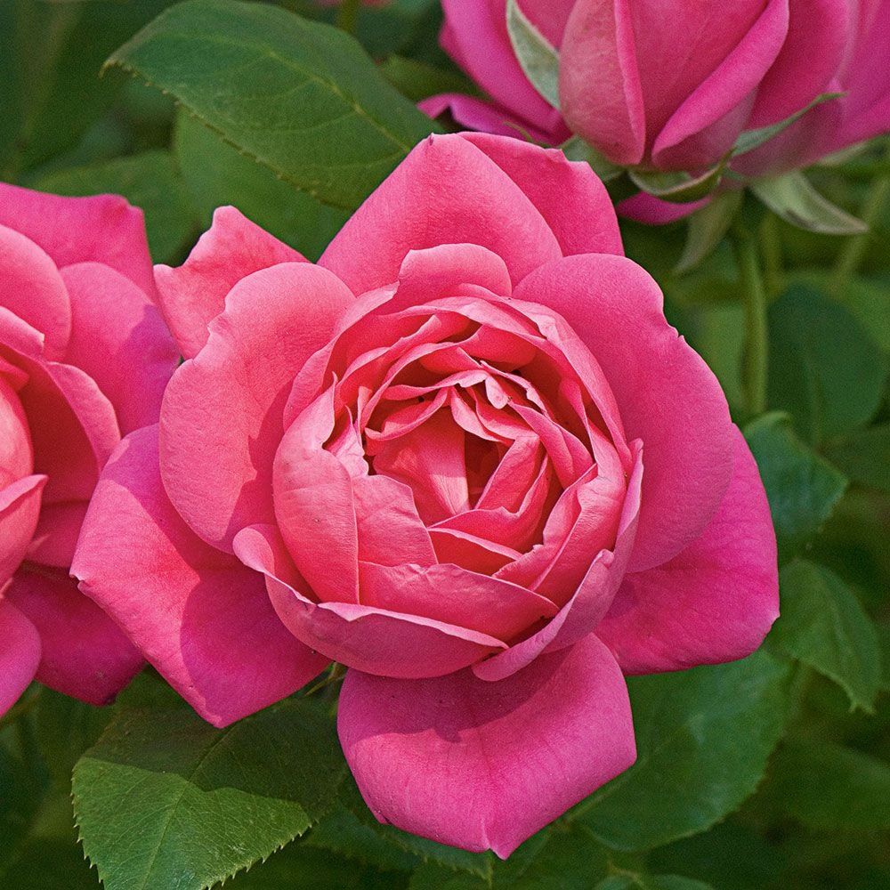 Pink Double Knockout Rose - Click Image to Close