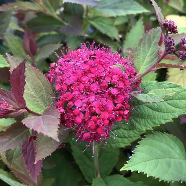 Double Play Doozie Spirea - Click Image to Close