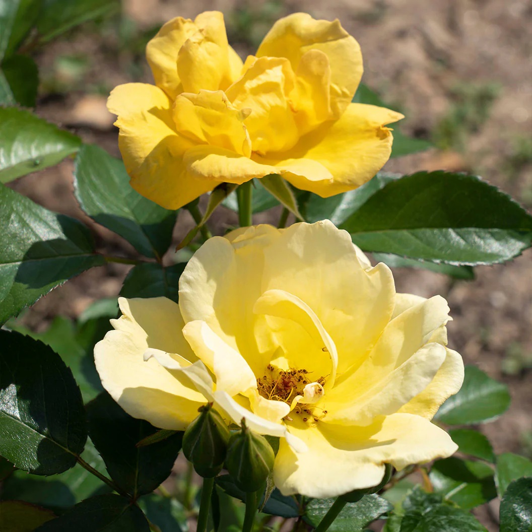 Easy-Beezy Knockout Rose