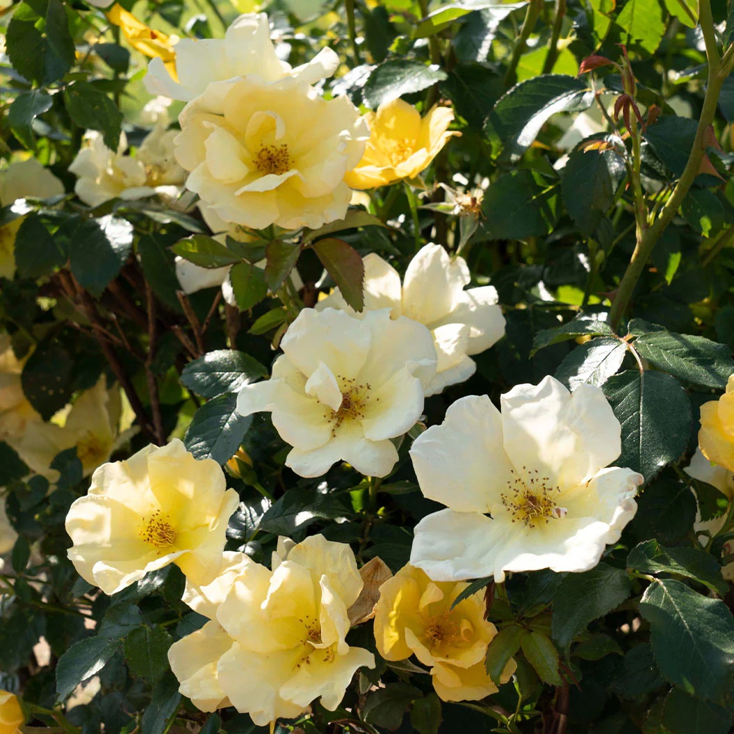 Easy-Beezy Knockout Rose