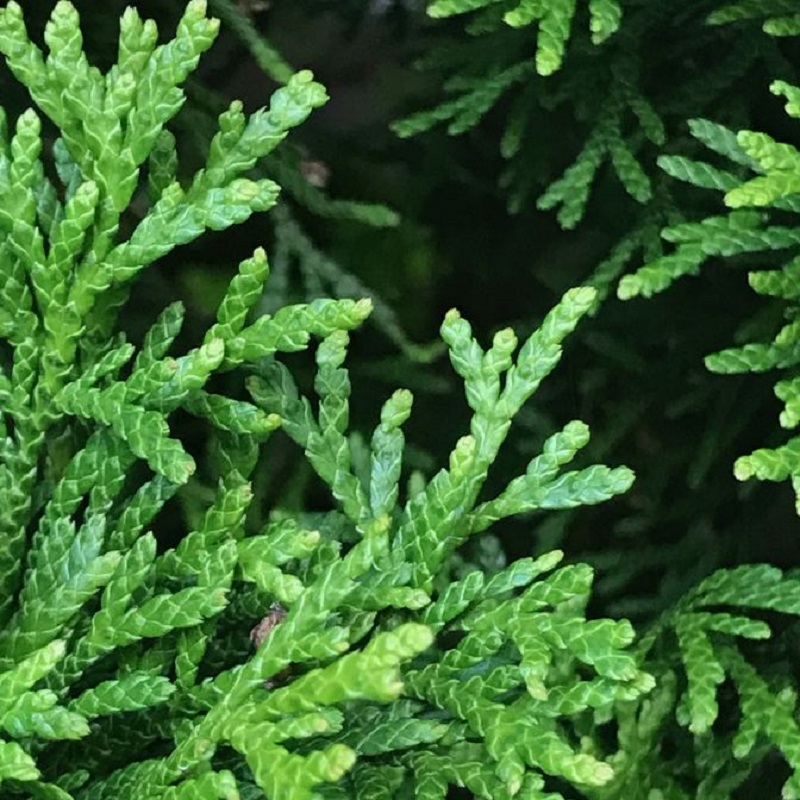 Emerald Green Arborvitae - Click Image to Close
