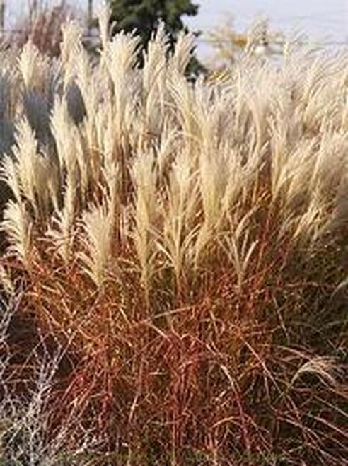 Encore Miscanthus Ornamental Grass