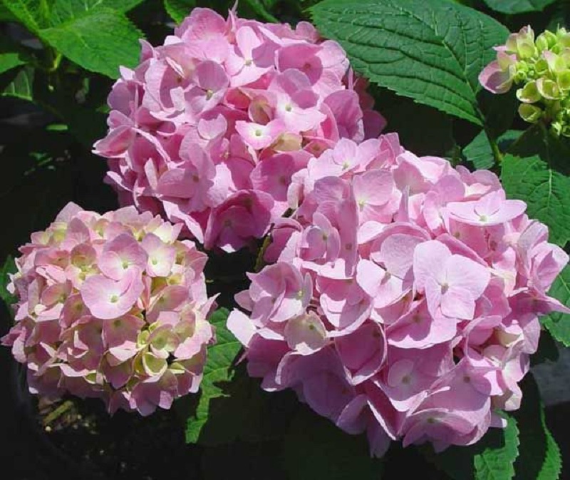 'Endless Summer' Hydrangea - Click Image to Close