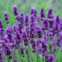 Munstead English Lavender - Click Image to Close