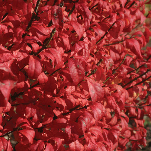 Fire Ball Burning Bush