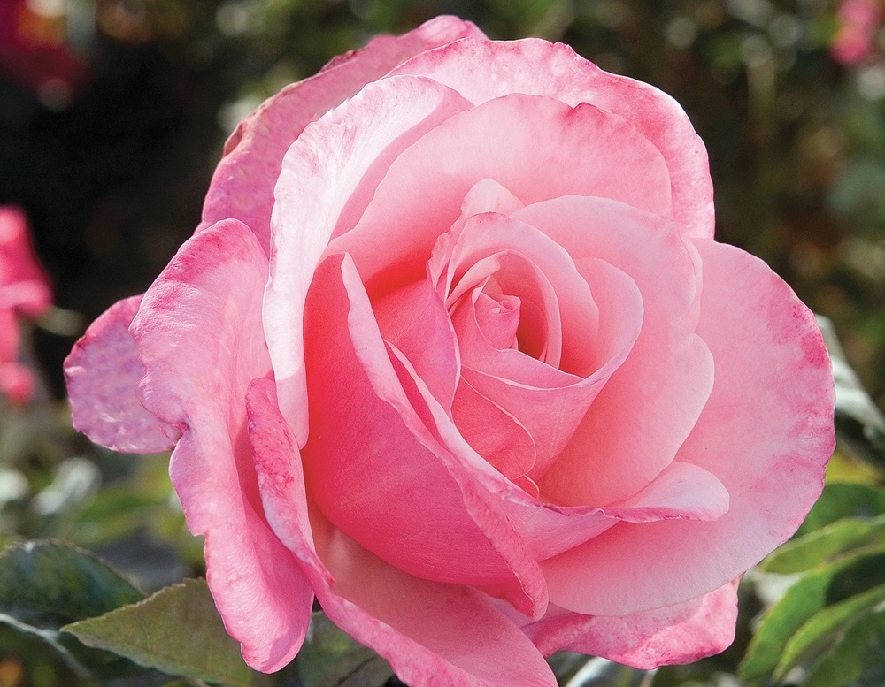 First Prize Tea Rose