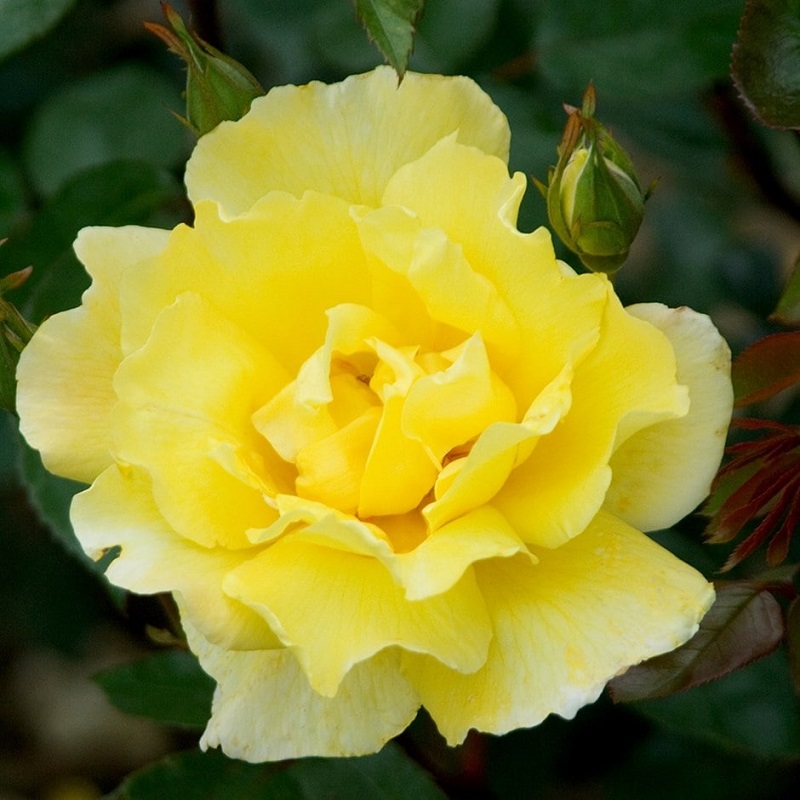 'Golden Showers' Climbing Rose