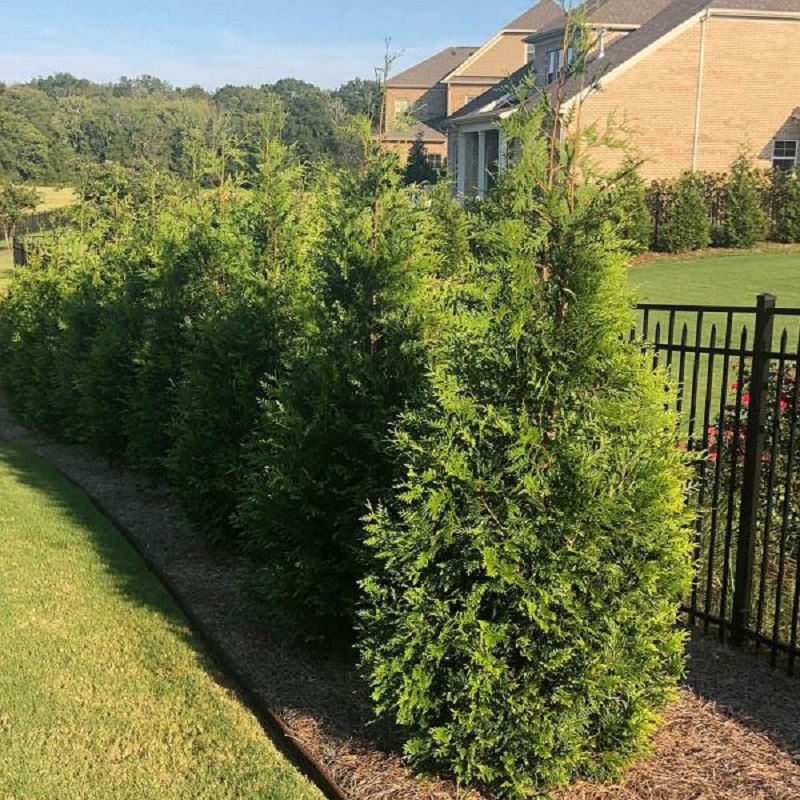 Green Giant Arborvitae - Click Image to Close
